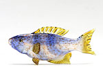 ビットリオ・コスタンティーニ 熱帯魚 ホワイト ブルー イエロー A