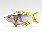 ビットリオ・コスタンティーニ 熱帯魚 ホワイト ブルー イエロー B