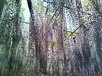 ashikaga_flower_01.jpg