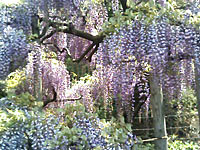 ashikaga_flower_02.jpg